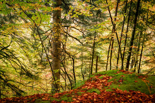 Irati Forest  : vast beech and fir tree forest situated next to the source of the Irati River, between the valleys of Aezkoa and Salazar. It is the largest wooded area in Navarre and in Spain, Europe