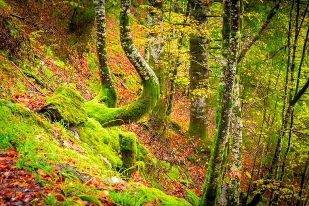 Irati Forest  : vast beech and fir tree forest situated next to the source of the Irati River, between the valleys of Aezkoa and Salazar. It is the largest wooded area in Navarre and in Spain, Europe
