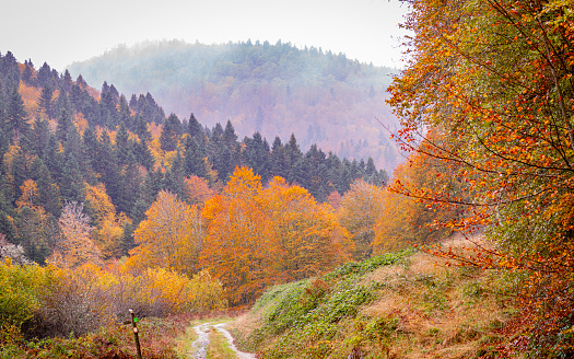 Irati Forest  : vast beech and fir tree forest situated next to the source of the Irati River, between the valleys of Aezkoa and Salazar. It is the largest wooded area in Navarre and in Spain, Europe