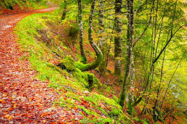 Irati Forest  : vast beech and fir tree forest situated next to the source of the Irati River, between the valleys of Aezkoa and Salazar. It is the largest wooded area in Navarre and in Spain, Europe