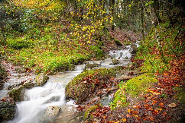 Irati Forest  : vast beech and fir tree forest situated next to the source of the Irati River, between the valleys of Aezkoa and Salazar. It is the largest wooded area in Navarre and in Spain, Europe