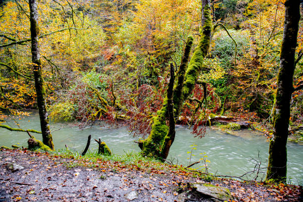 Irati Forest  : vast beech and fir tree forest situated next to the source of the Irati River, between the valleys of Aezkoa and Salazar. It is the largest wooded area in Navarre and in Spain, Europe