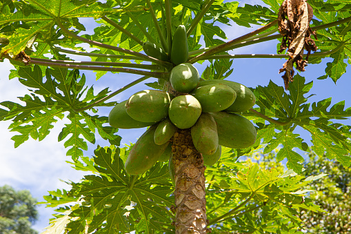 green papaya growing on a tree