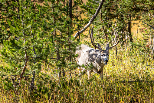 Deer hidden between bushes and trees in the Yellowstone National PArk, Wyoming USA