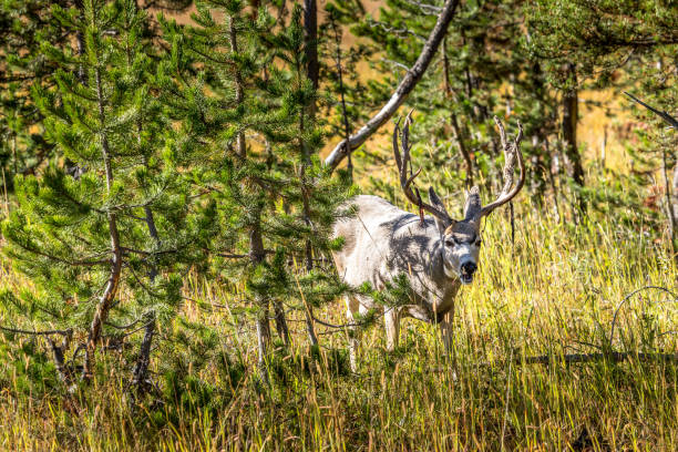 Deer hidden between bushes and trees in the Yellowstone National PArk, Wyoming USA stock photo