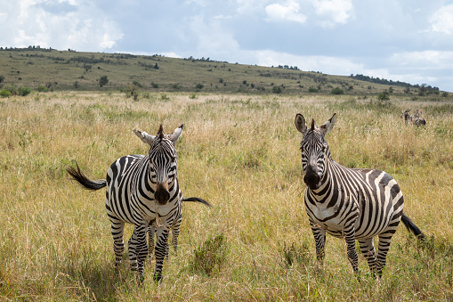 A pair of zebras in Africa, gracefully strolling away from the camera with their heads lowered