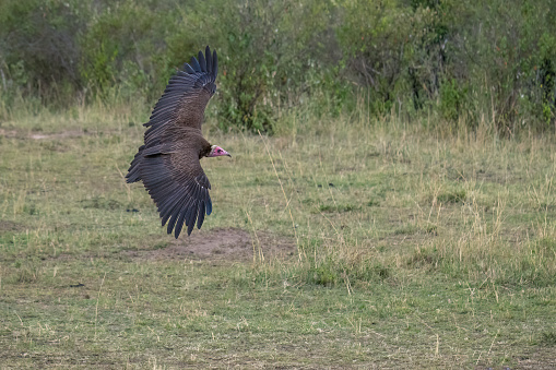 A majestic bird soaring through the sky, displaying its magnificent wings in full extension in Kenya's safari