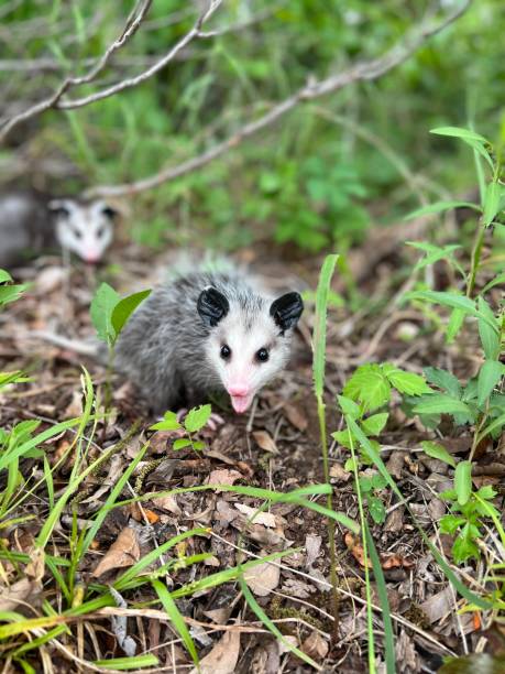 istock Close-up of a young Virginia Opossum 1927675662