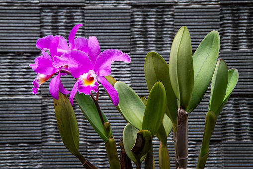 Cattleya gaskelliana is a labiate Cattleya species of orchid. Guarianthe is a colorful purple flowers. Costa Rican national flower. Guaria morada