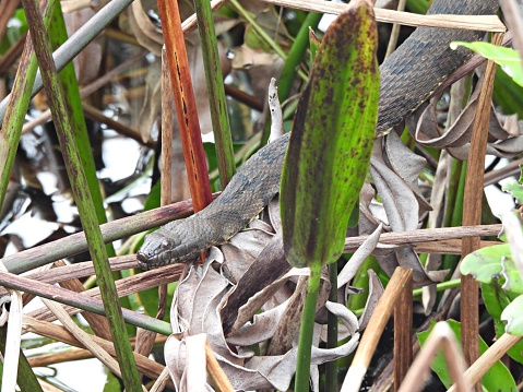 Brown Watersnake in the wetlands