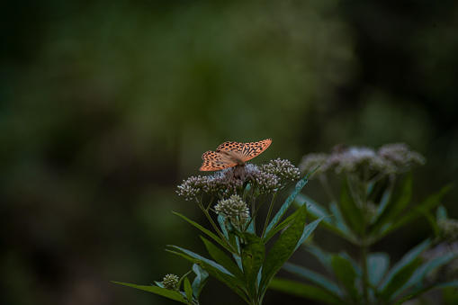 Cloudy Sulfer butterflies feeding on Downy Ragged Goldenrod