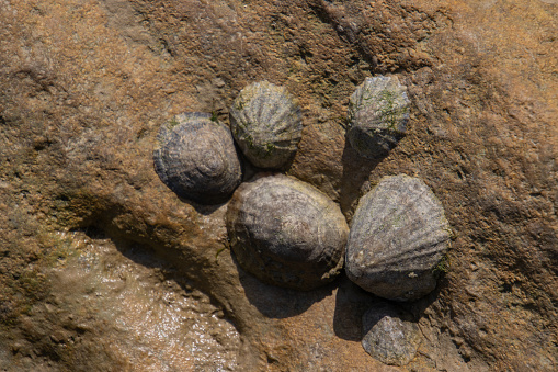 Limped shells on a rock