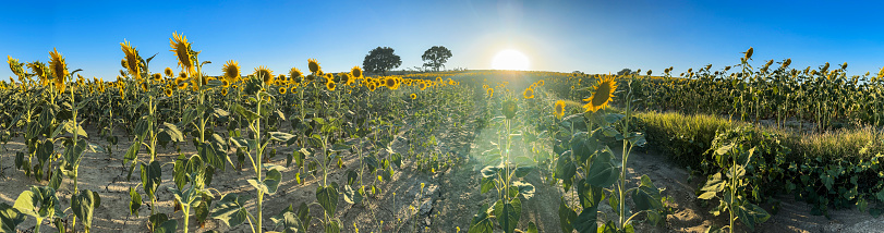 Sunflower Field