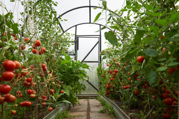 Red tomatoes on a branch in a greenhouse. Farm for growing vegetables. Concept of self-cultivation of vegetable crops on a home farm in the village. Eco-friendly lifestyle