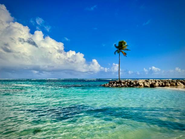 Palm trees, fallen leaves, fallen coconuts