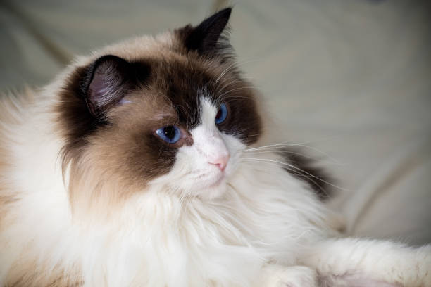 istock Beautiful young white purebred Ragdoll cat 1927723941
