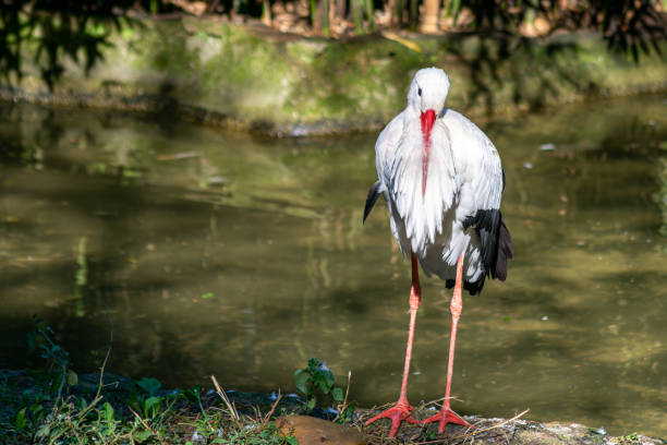 Storks, black and white, with a large red beak