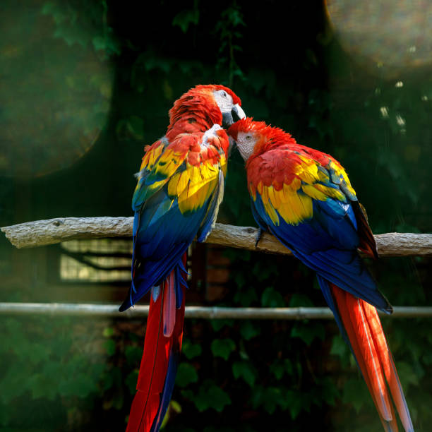 istock Two colorful parrots on a rustic branch against the serene backdrop of a verdant forest. 1927735177