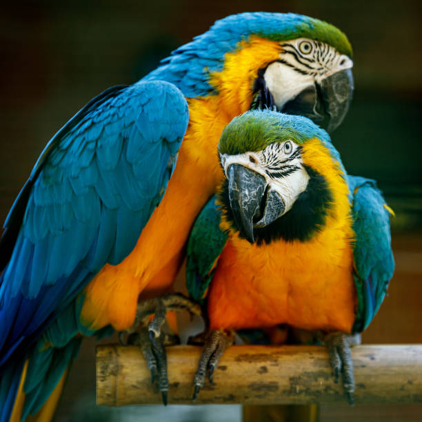 istock Yellow-blue parrots on a branch 1927735179