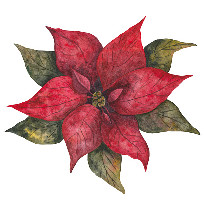 Red poinsettia. Christmas flower. Watercolor illustration