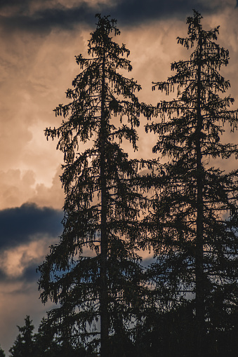 Silhouette of pine trees and clouds in sunset