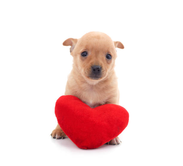 istock Brown puppy with a toy heart. 1927751462