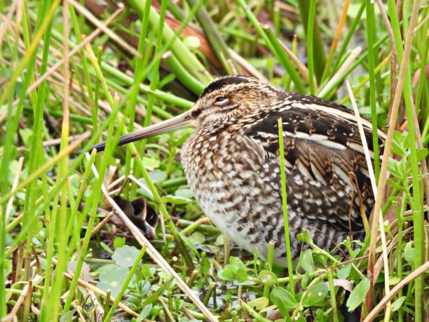 Wisconsin Snipe 230+ Wilsons Snipe Foto Foto Stok, Potret, & Gambar Bebas Royalti - iStock