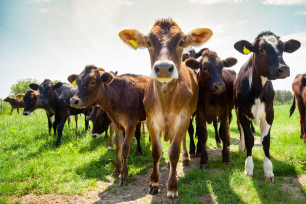 istock Ayreshire cattle at pasture in Southern England UK 1927759342
