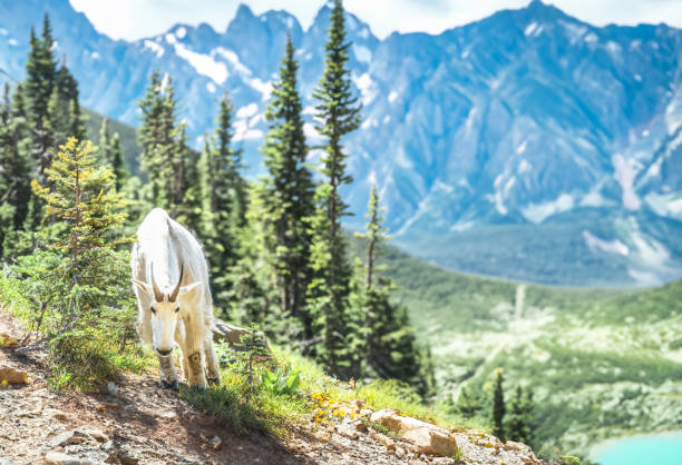 I took a picture of a mountain goat in Canada. The background was created using AI.