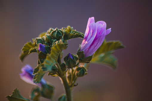 Mallow Wildflower - Malva