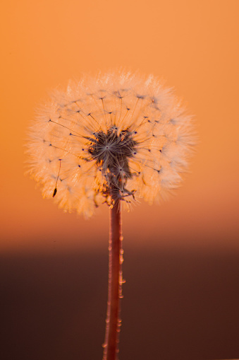 Dandelions silhouette at sunset light background