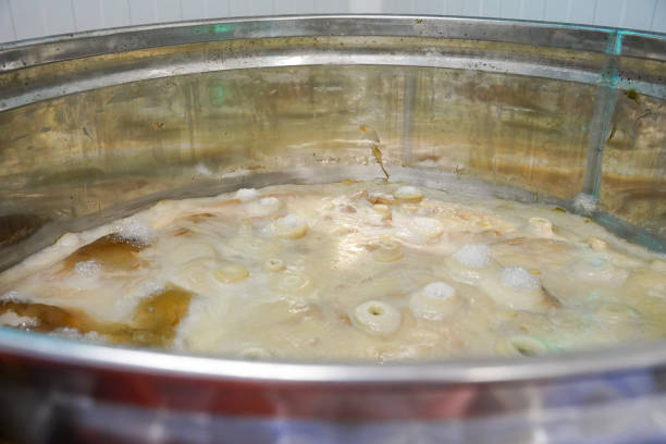 raw kombucha bacteria floating in tea in an industrial drum