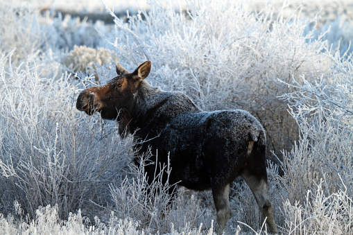 Shiras' Cow Moose browsing on twigs in East Central Idaho.