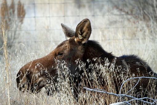Shiras' Cow Moose Bedded down in a field in East Central Idaho.