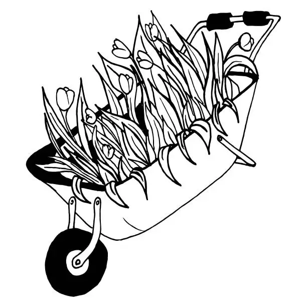 Vector illustration of garden wheelbarrow with tulips in black and white doodle style