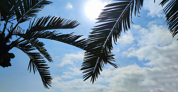 palm leaves against a background of blue sunny sky.