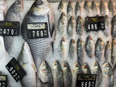 Supermarket Display of Premium Freshwater Fish