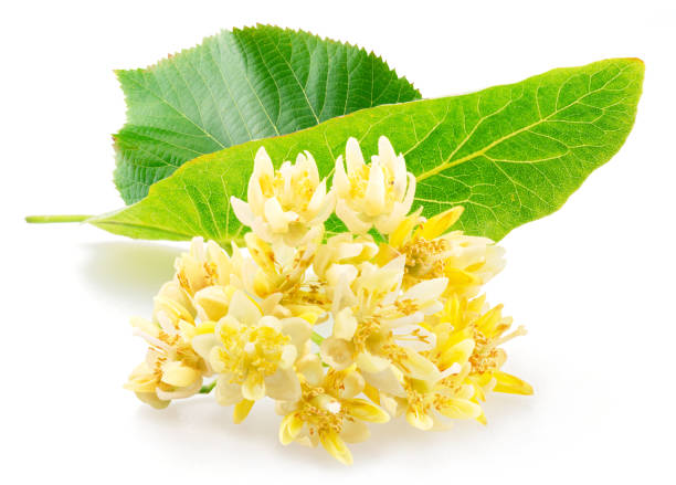 istock Linden flowers isolated on white background. 1927822712