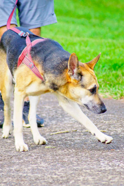 istock Dog on a walk in the park 1927825350