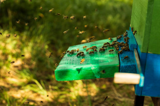 Swarming honeybees cluster on wooden surface
