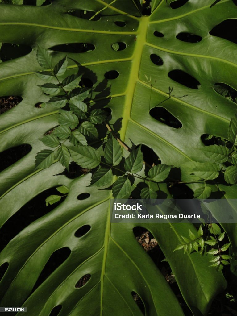 Bumpy Leaf Large Bumpy Leaf Swiss Cheese Plant Stock Photo - Download Image Now ...