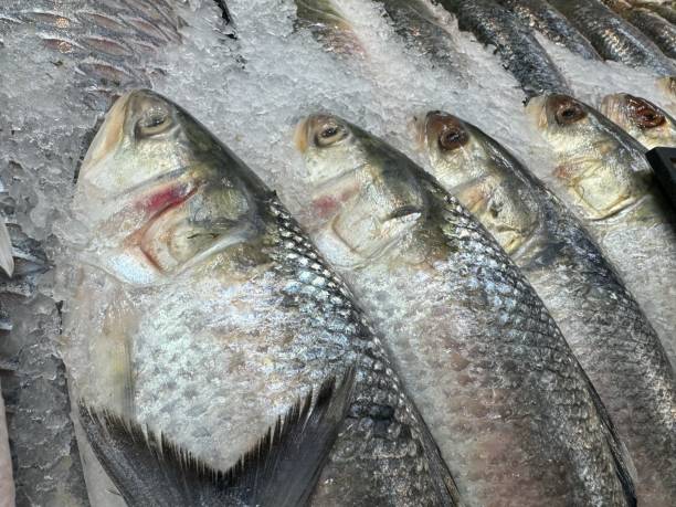 istock Raw Hilsha Fish Displayed on a Super Market for sale 1927839677