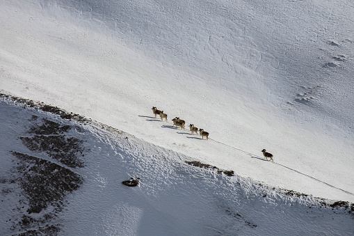 Wild mountain argali sheep climb the snowy slope of the mountain. Seven adult male argali with beautiful horns climb the gentle slope of the mountain.