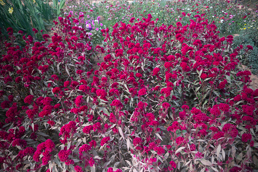 Field of Plumed Cockscomb flower,Celosia argentea var, at valley of flowers, Khirai, West Bengal, India. Flowers are harvested here for sale in Indian market and also exported in other countries.