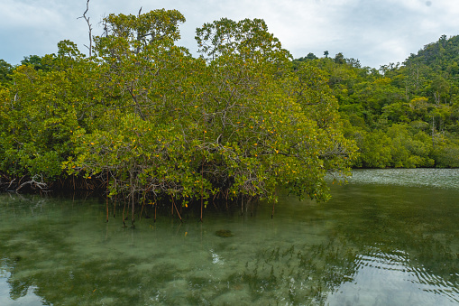 The Clift and Mangrove in Halong Bay, Alang Asaude, West Seram Regency, Maluku