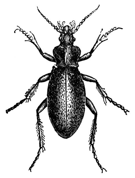 Leather Beetle Insect (Carabus Coriaceus) - 19th Century A Leather Beetle insect (carabus coriaceus). Vintage etching circa 19th century. beetle species carabus coriaceus stock illustrations