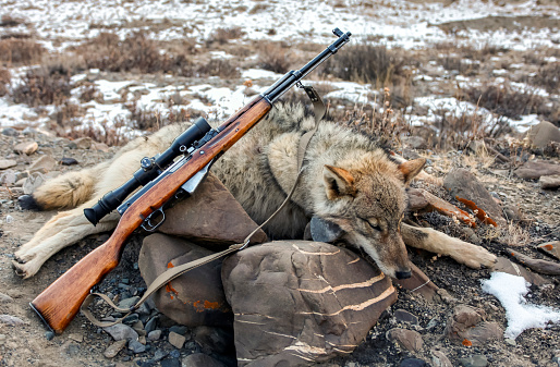 Problematic aggressive gray wolf and small arms with optics on rocks in the mountains after shooting. Wild predatory wolf after attacking herd of horses in the mountains.