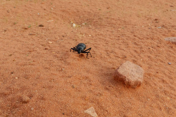 Beetles in Wadi Rum, a protected desert wilderness in southern Jordan. It has impressive sandstone mountains, sand dunes and rock arches.
