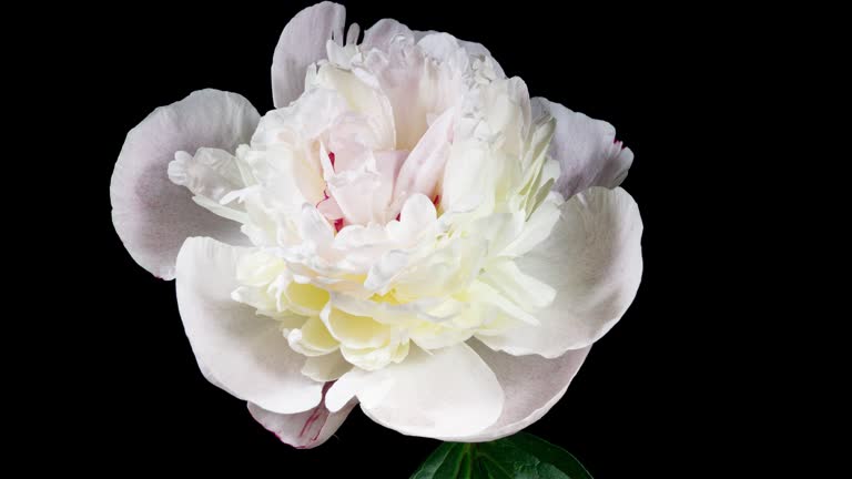 White Pink Peony Blooming in Time Lapse on a Black Background. Tender Flower Moving Petals Close Up While Blossoming. Tender Spring Flower with Yellow Center