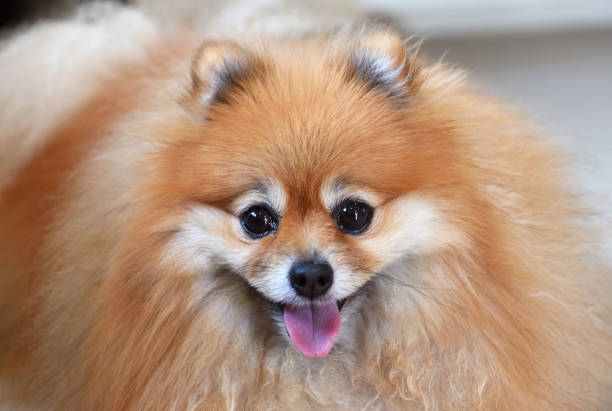 Pomeranian Dog Close-Up. Close-up of a Pomeranians face showing its eyes and tongue. A detailed, expressive portrait of the playful animal.
